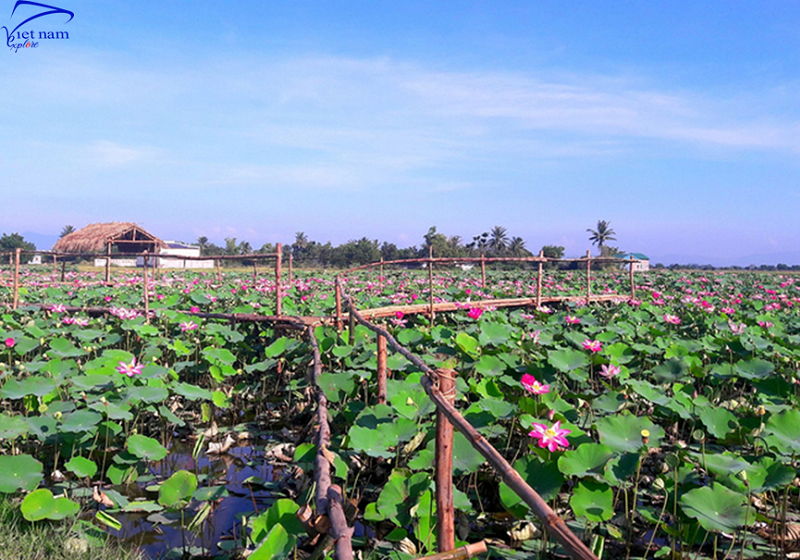 Cánh đồng sen tại Ninh Thuận – điểm lý tưởng để chụp hình check in