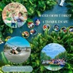 Discover the Tranquil Charm of the Water Coconut Forest